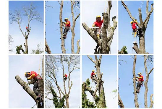 les interventions d'abattage arbre et haie à Nantes 44